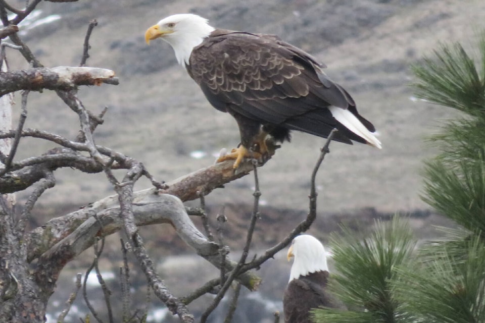 Adult bald eagles were spotted many times during the North Okanagan Naturalist Club’s annual eagle and swan count held Sunday, Jan.15, in the North Okanagan region. (Harold Sellers photo)