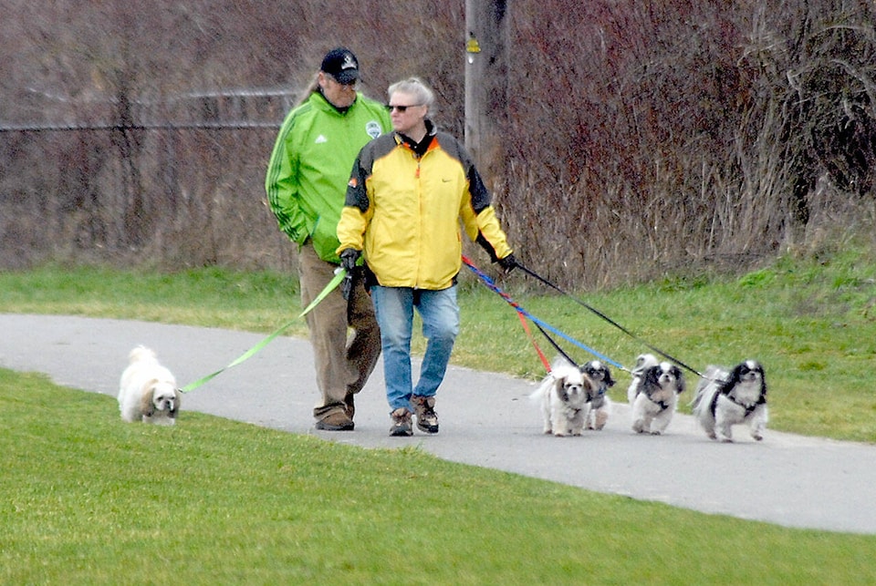 31881483_web1_web-shih-tzu-walk-pdn-220130