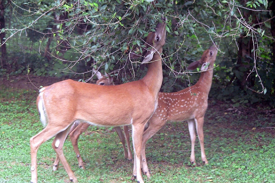 32429776_web1_190503-VMS-deer