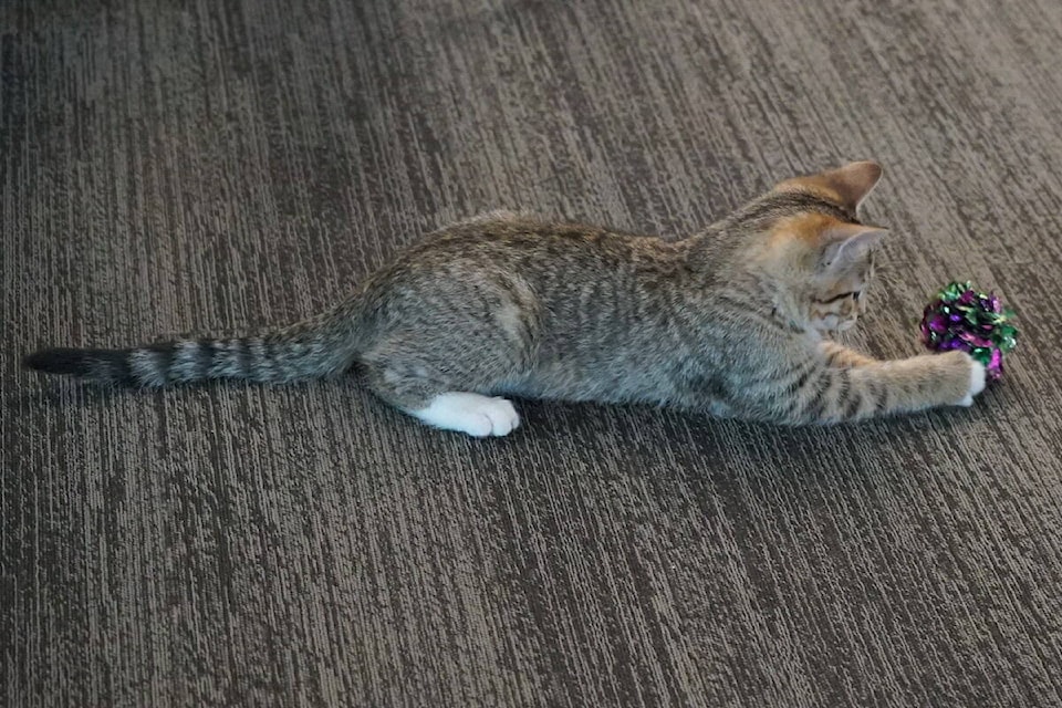 Students at UBCO were treated to a pop-up cat cafe in partnership with the Okanagan Humane Society to help destress during exams. (Brittany Webster/Capital News)