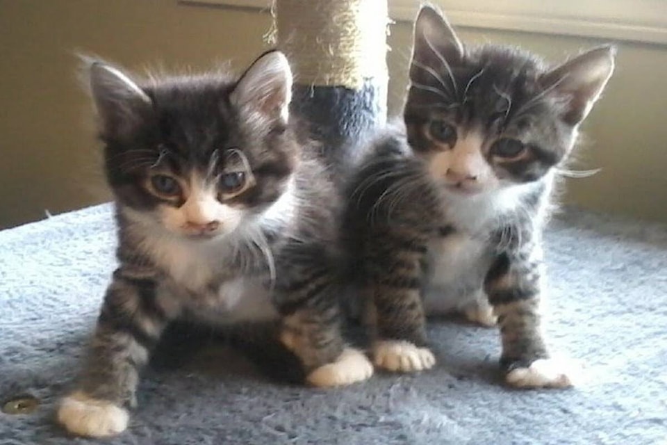 Kittens rescued from property in Osoyoos. (OHS)
