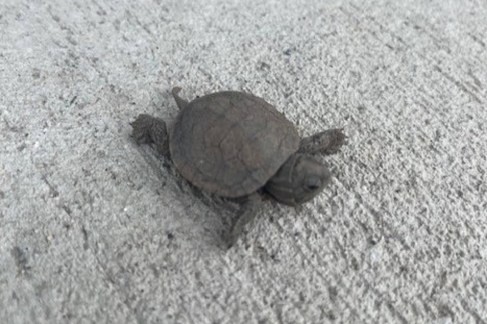 32602568_web1_230405-SAA-baby-turtle