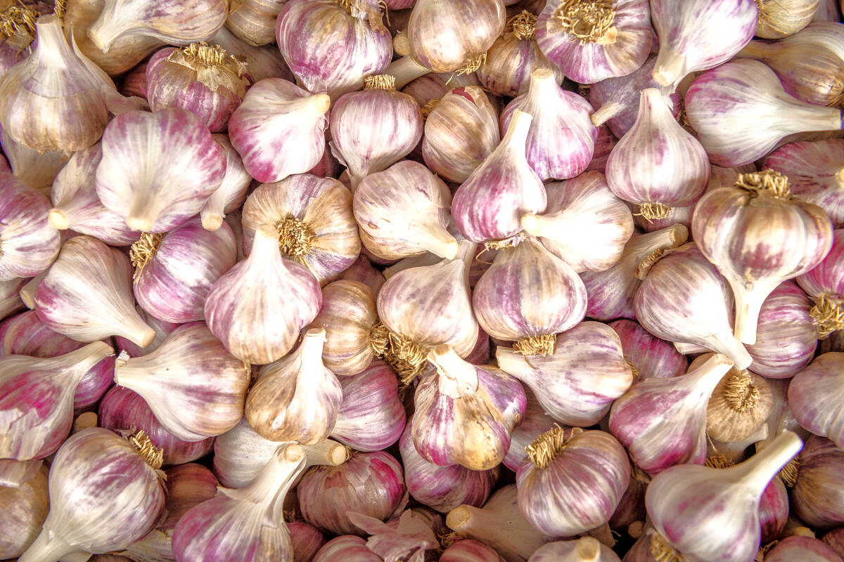 Local garlic. (Photo by Remi Goguen)