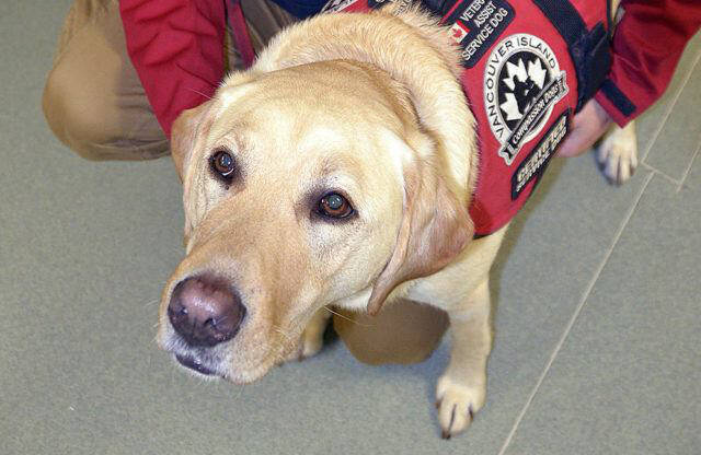 Walk for guide dogs sale