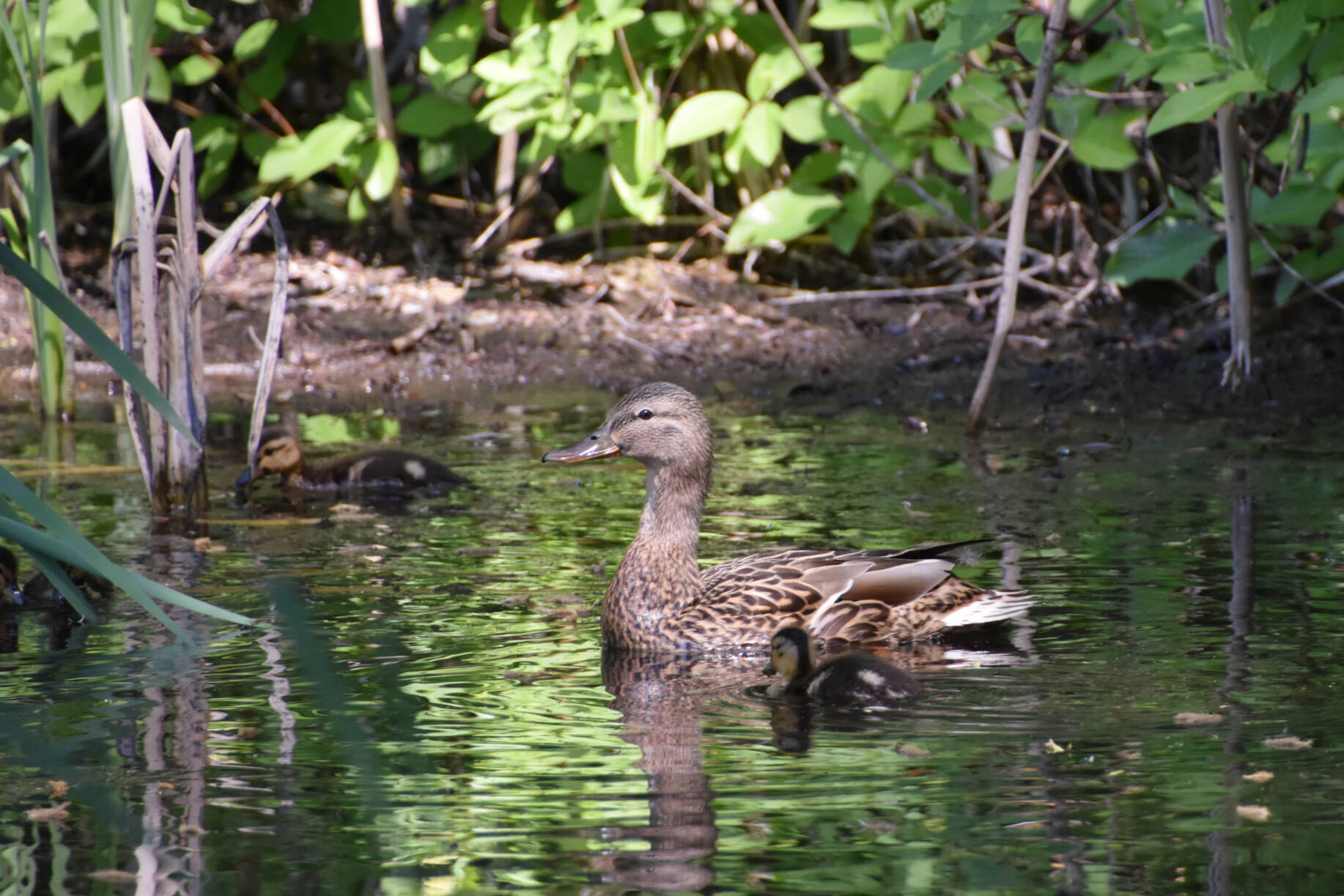 32731350_web1_230517-SAA-ducks-okanagan-college