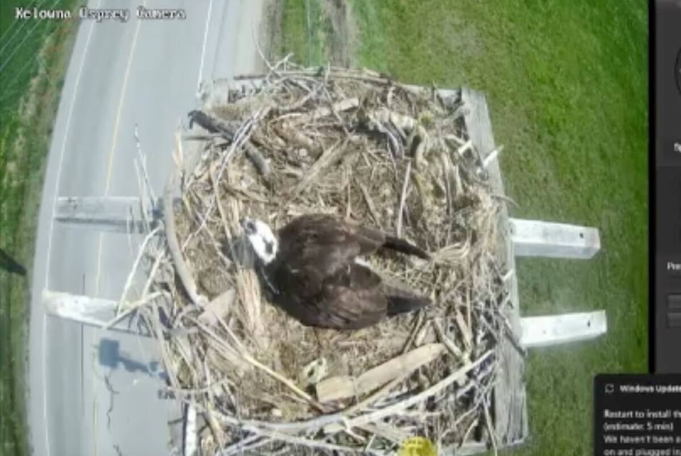 32764395_web1_230525-KCN-ospreys_1