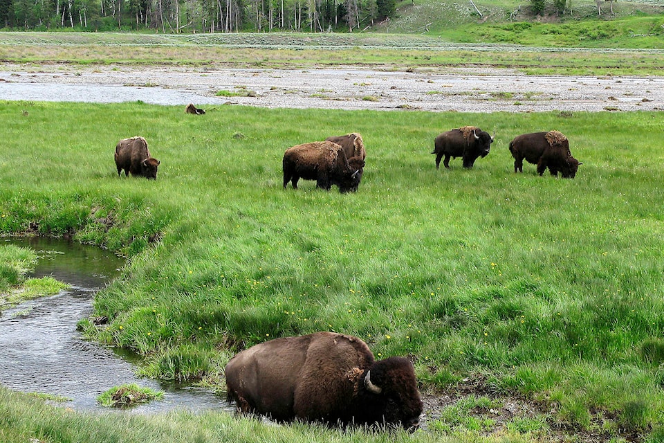 32818199_web1_Bison-EDH-161012
