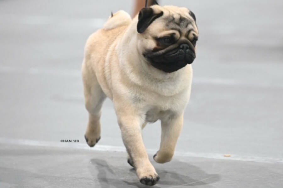 Show pugs online for sale