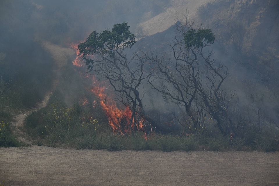 A brush fire on KVR Trail in Penticton on Wednesday, June 7. (Brennan Phillips/Western News)