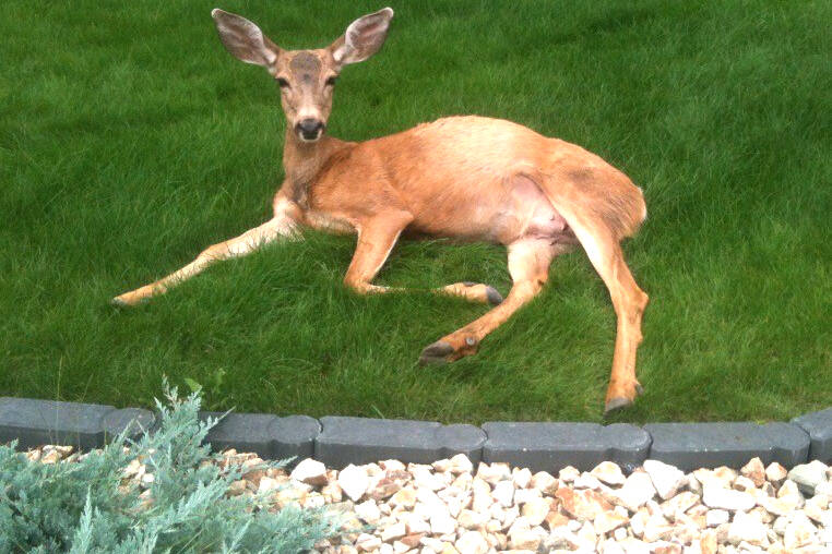 33014531_web1_copy_230615-VMS-nature-nut-deer_1