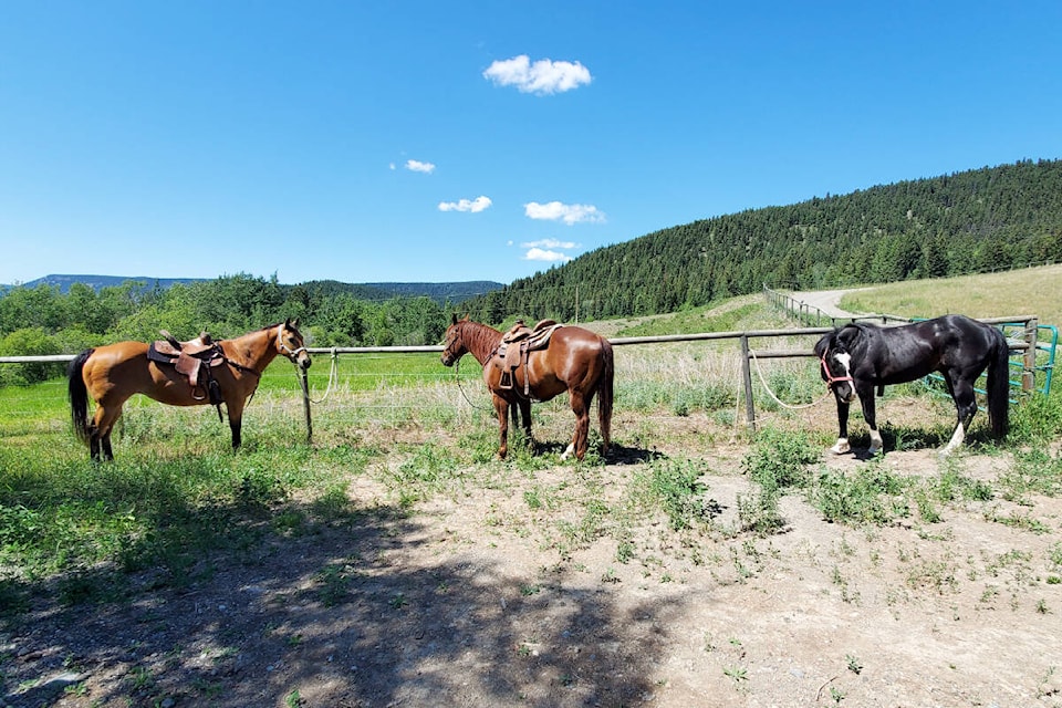 To build a fence to contain their horses would require an archaeological survey first, said the Pauls who purchased a 78-acre parcel in the Cariboo last summer. (Monica Lamb-Yorski photo - Williams Lake Tribune)