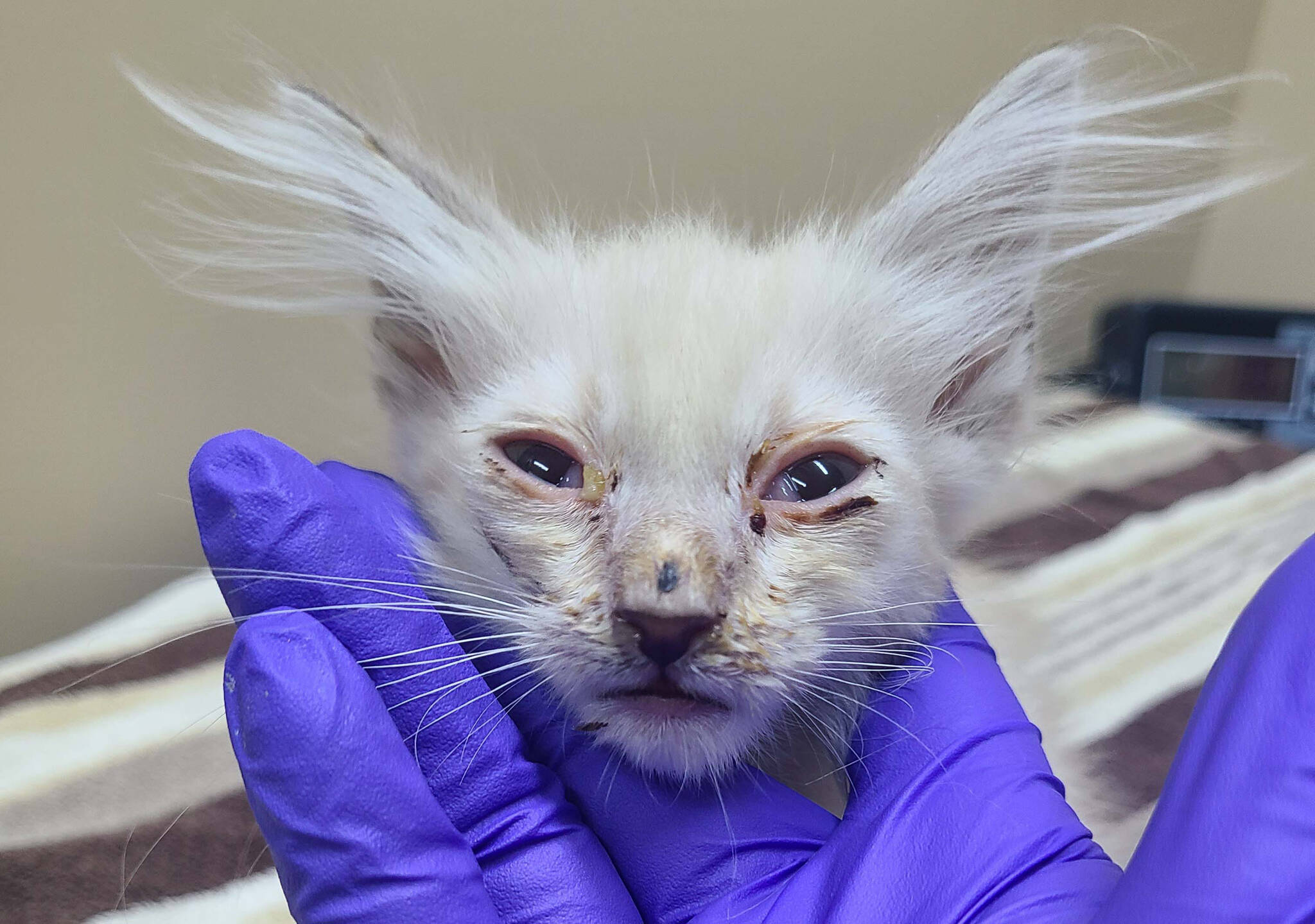 Pinky was one of eight kittens and 21 cats surreneder to the BC SPCA from a property in Powell River. Pinky was immediately taken to a veterinary clinic. (BC SPCA)