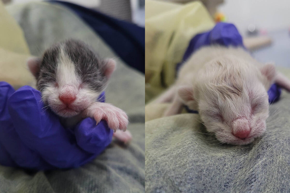 Eight kittens and 21 cats were recently surrendered to the BC SPCA from a property in Powell River. Two of the cats were pregnant and gave birth to four kittens while in the BC SPCAs care. (BC SPCA)