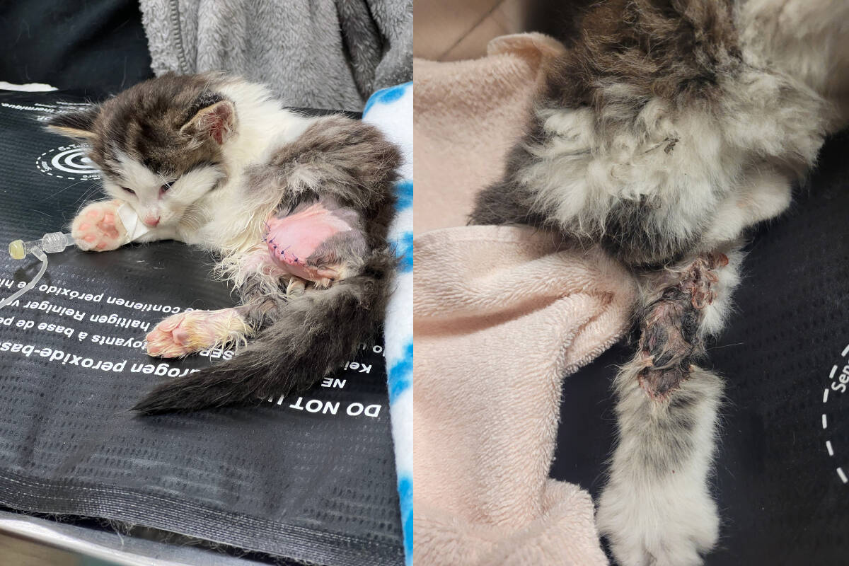 Haddie, a six-week-old kitten, was found in a garage with a badly broken and infected leg. She had to have the leg removed and is now recovering before getting ready for adoption. (BC SPCA)