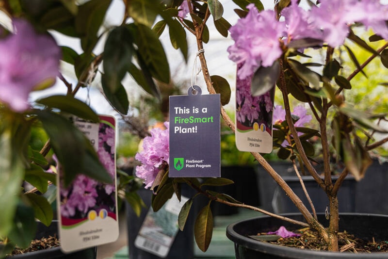 33230738_web1_230713-VMS-Firesmart-plants_1