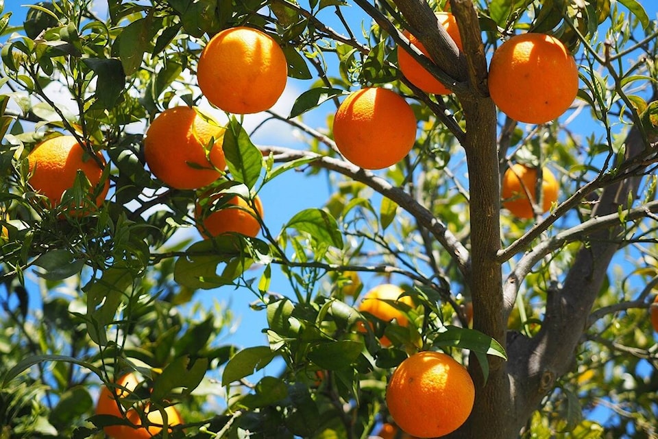 33238488_web1_oranges_1
