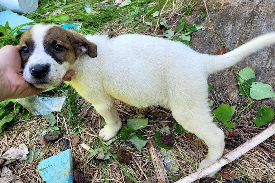 One of 12 abandoned puppies found sheltering under an uninhabited trailer and turned over to the SPCA by a good Samaritan. (B.C. SPCA photo)