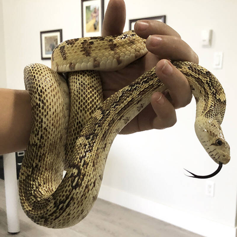 33302316_web1_odcsnake_1