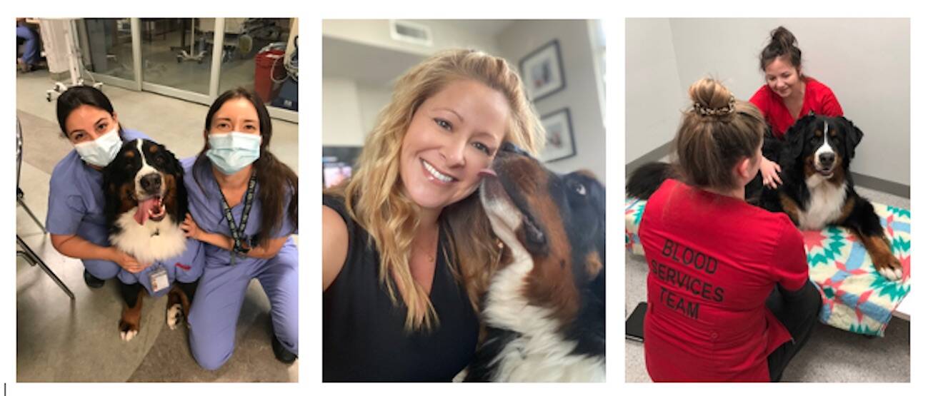 33334550_web1_230718-BPD-Dogtor-Burke-Hero-Dogs_2