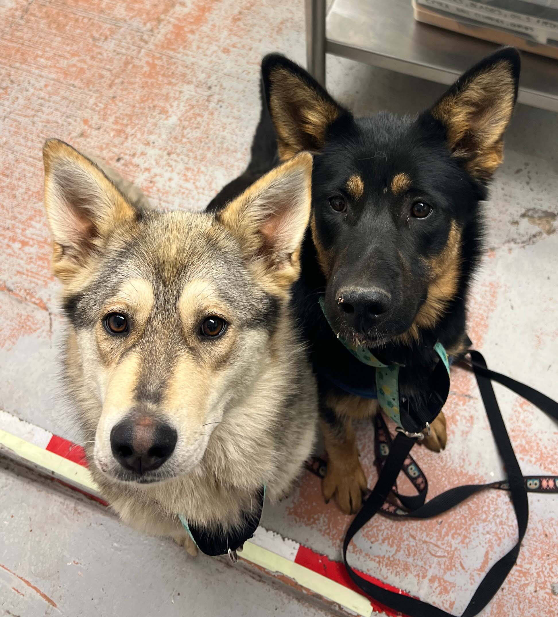 Saki and Asha, one-year-old husky mixes, were abandoned outside a Prince George BC SPCA facility with porcupine quills embedded in their faces. (BC SPCA)