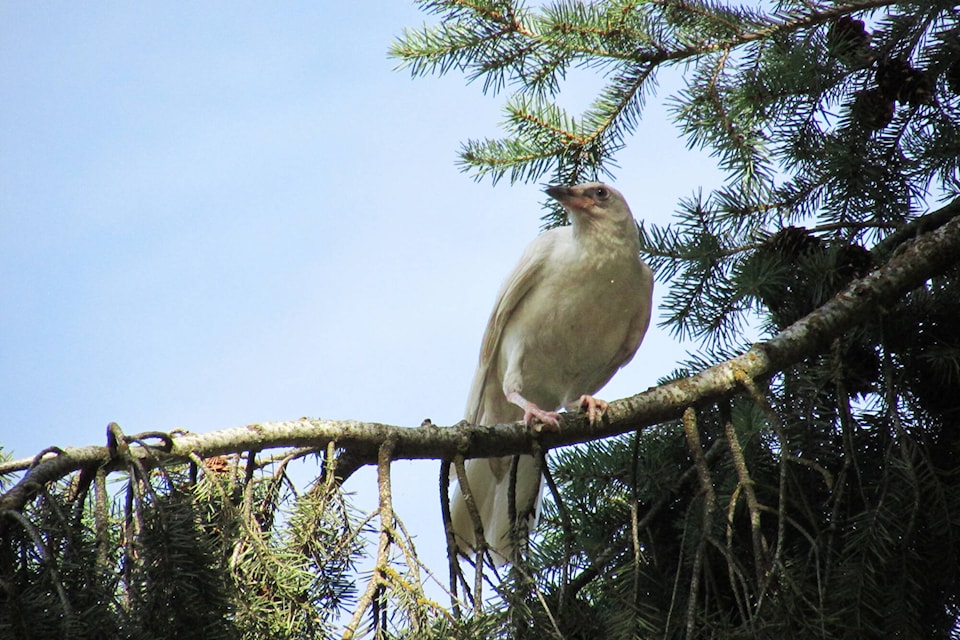 33348774_web1_230719-SAA-white-crow_1