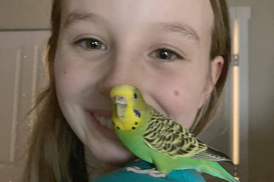 33463212_web1_230803-PAN-budgie-returned-to-girl-on-11th-bday_1