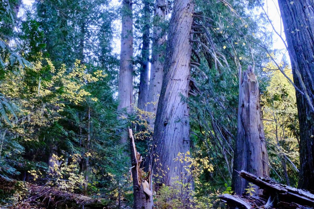 Old growth cedar in the Russell Creek drainage in the Slocan Valley. Photo: Bill Metcalfe