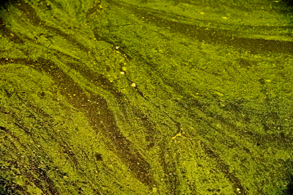 33498118_web1_230609-rda-blue-green-algae-algae_1
