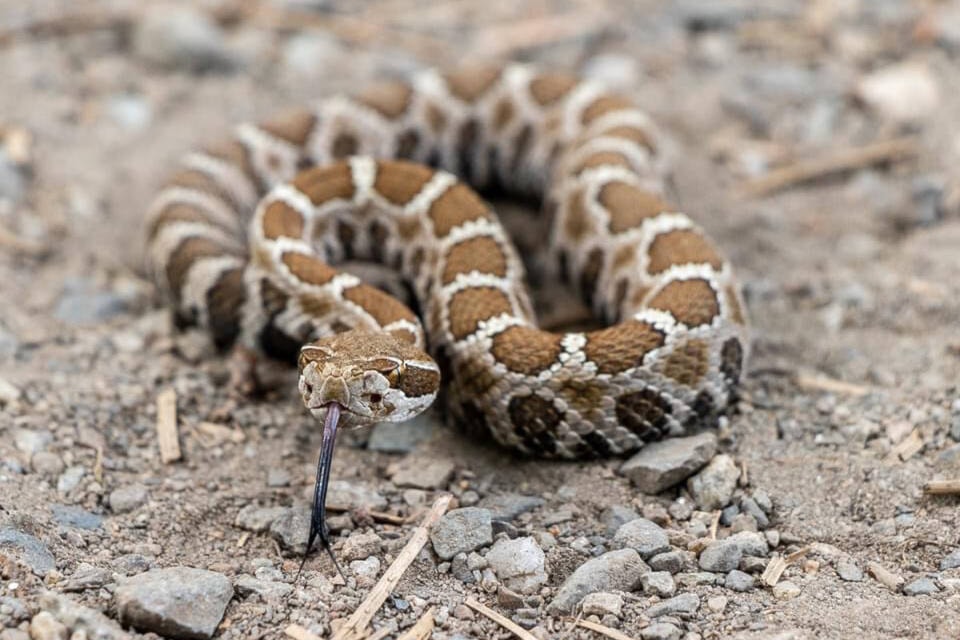 33531230_web1_200702-VMS-get-outdoors-rattlesnake_1
