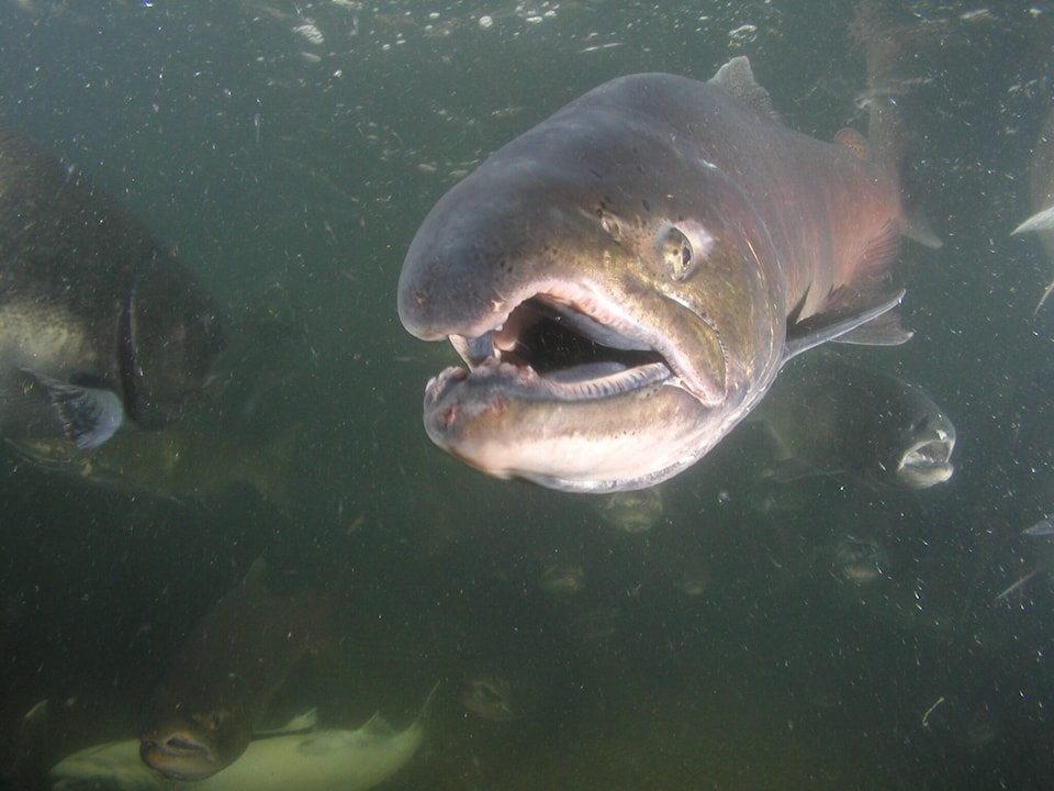 33574094_web1_230809_YKN_NEWS_Salmon721_1