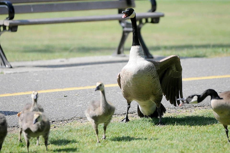 Egg-addling shakedown keeps B.C.