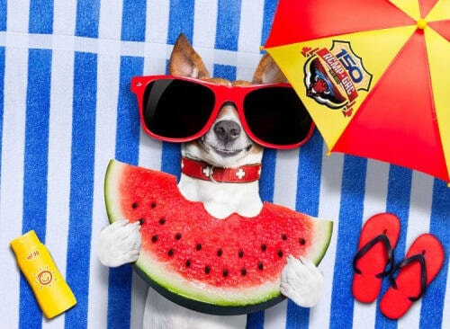 33590682_web1_230817-VMS-hot-dogs-in-cars-HOTDOGS_1