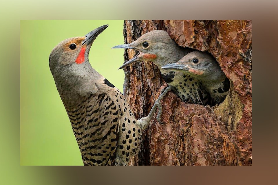 1st – Bruce Turnbull (Penticton) - Northern flicker 
