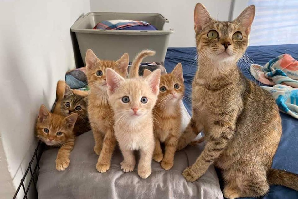 240828itty-bitty_kitty-committee-appeal