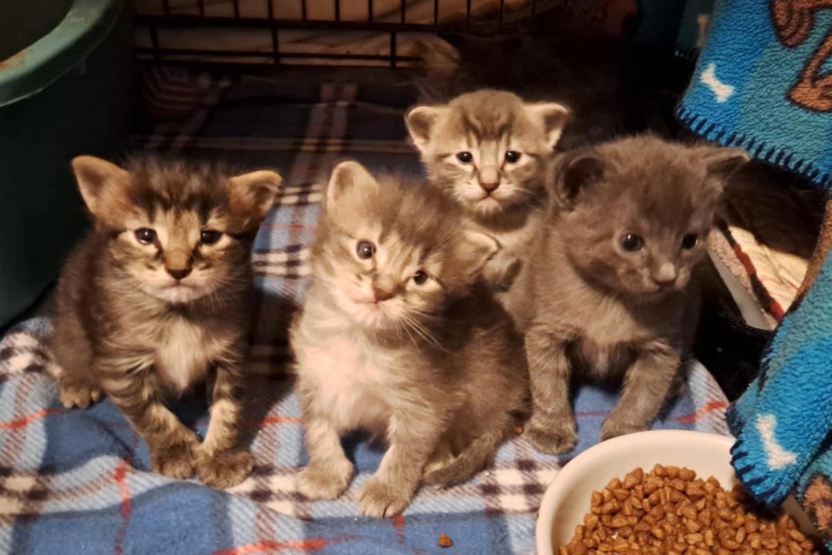 Victoria Pet Adoption Society needs help feeding hungry kitties