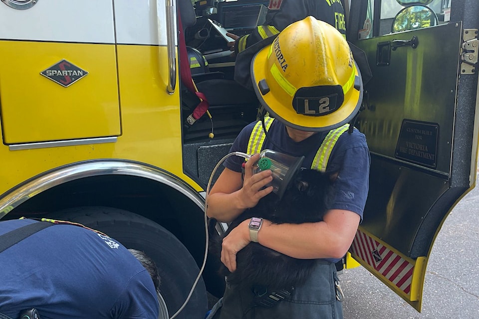 A Victoria firefighter revives a mother cat after she suffered smoke inhalation during an Aug. 29 fire.