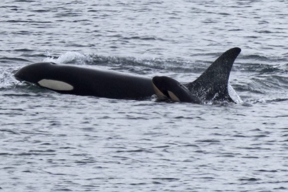 The calf was photographed on Dec. 20 by Brittany Philbin from the Washington State Ferry vessel, just south of Edmonds, Washington State.