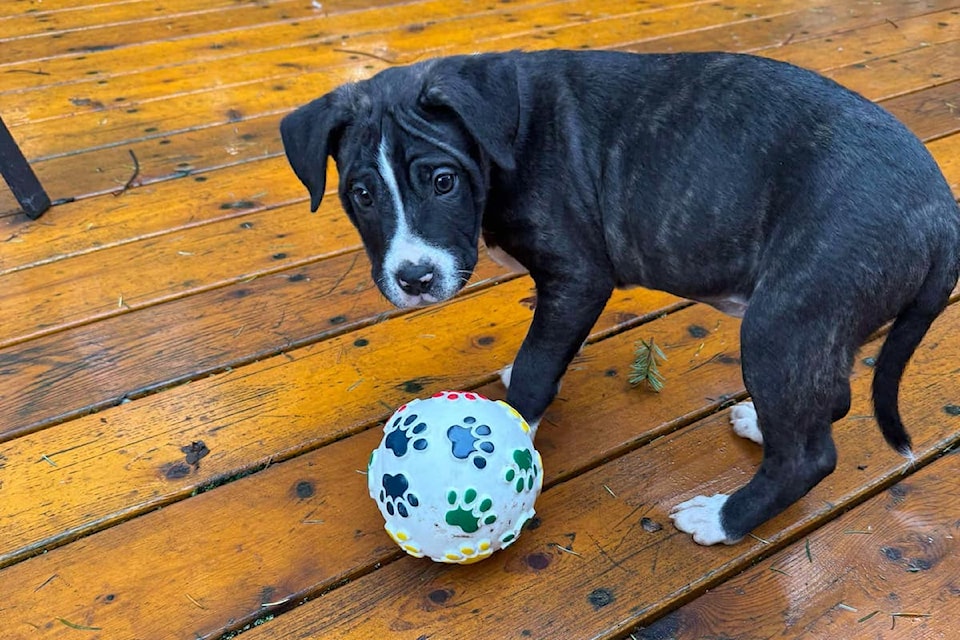 241227-victoria-humane-society-2