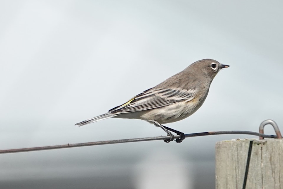  Yellow-rumped Warbler spotted during the annual Christmas Bird Count in the core of Greater Victoria on Dec. 14. 