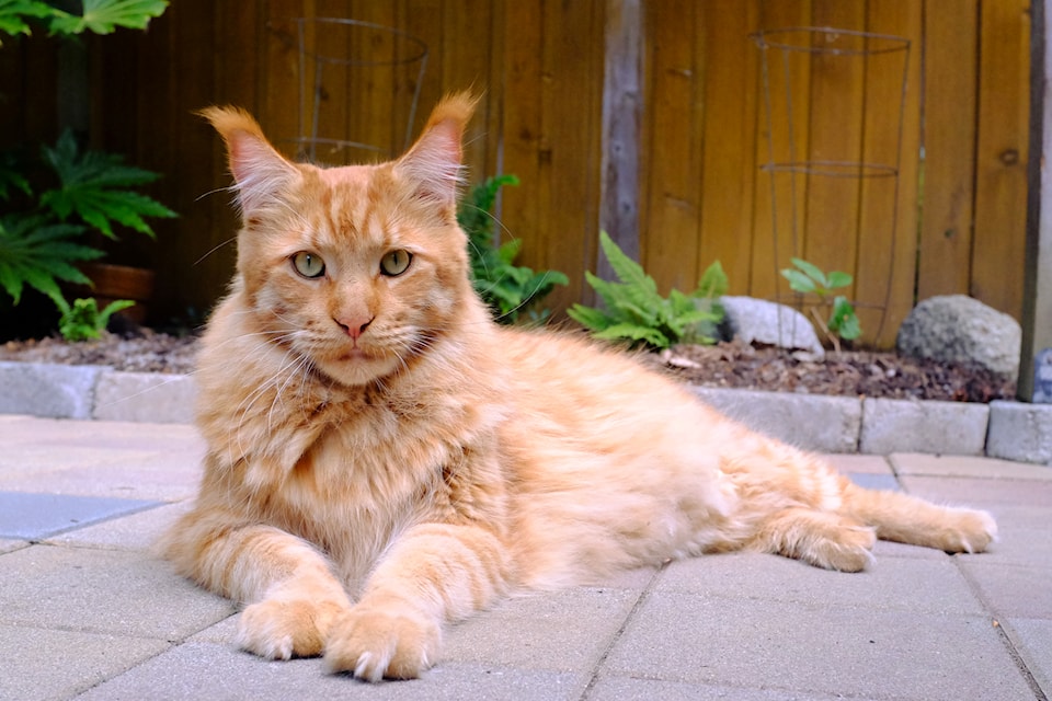 Although many might describe him as a tough guy based on his looks, Leo, a 25-pound Maine Coon, is known for his “high-pitched baby voice,” which earned him the name Squeaky.