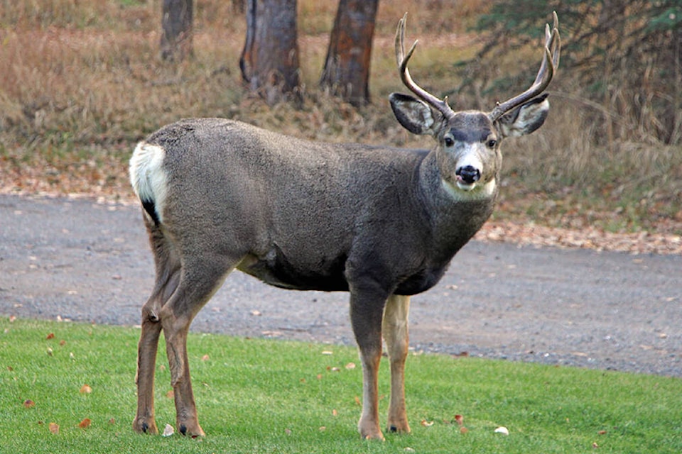 241107-fernwood-deer-attack
