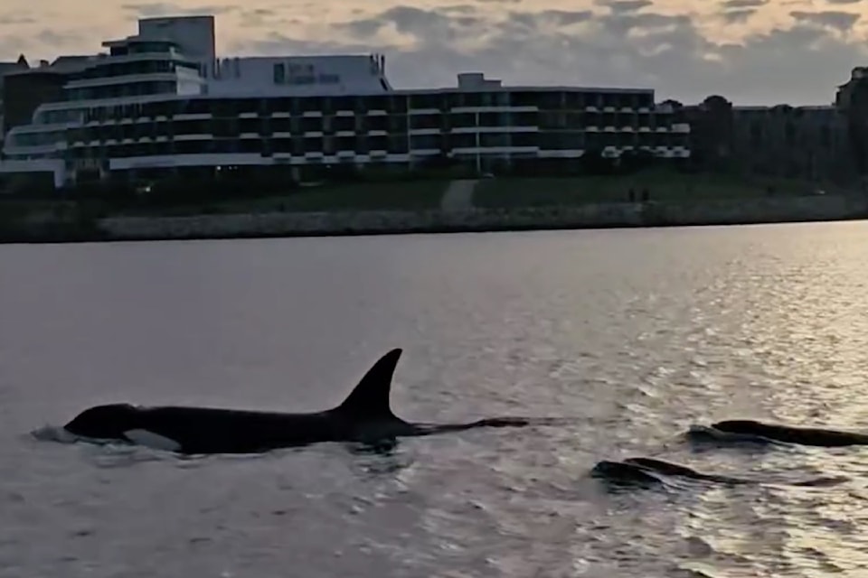 A pod of five orcas was seen in Victoria's Inner Habour on Thursday, Oct. 3, at around 6 p.m.