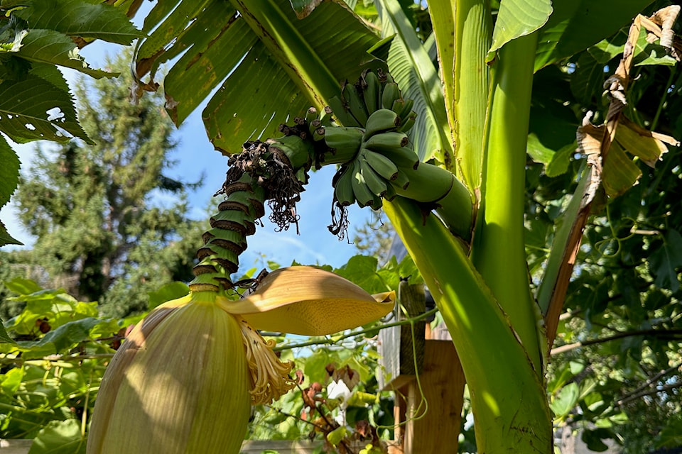 Marco Gagliani grows various tropical plants in his urban Victoria yard, with one banana tree topping out near 17 feet.