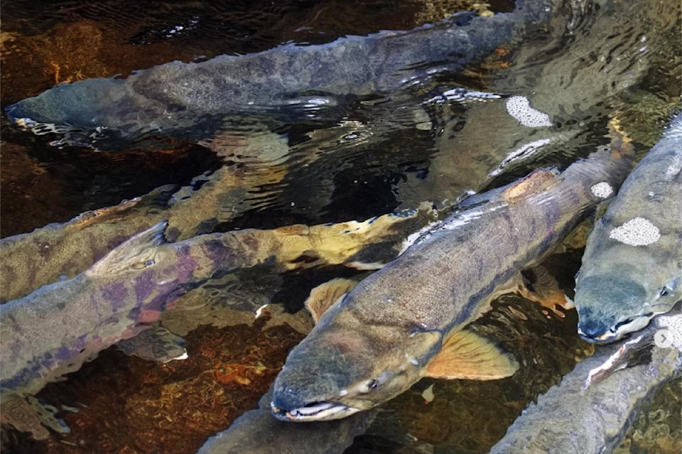 salmon