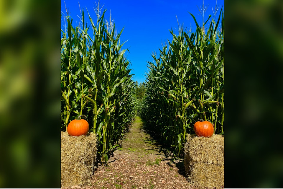 2940906-silver-rill-corn-maze