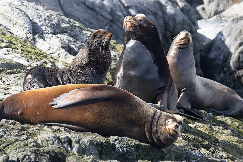 A northern fur seal was spotted on April 10 hanging out with three California sea lions in waters west of Victoria.