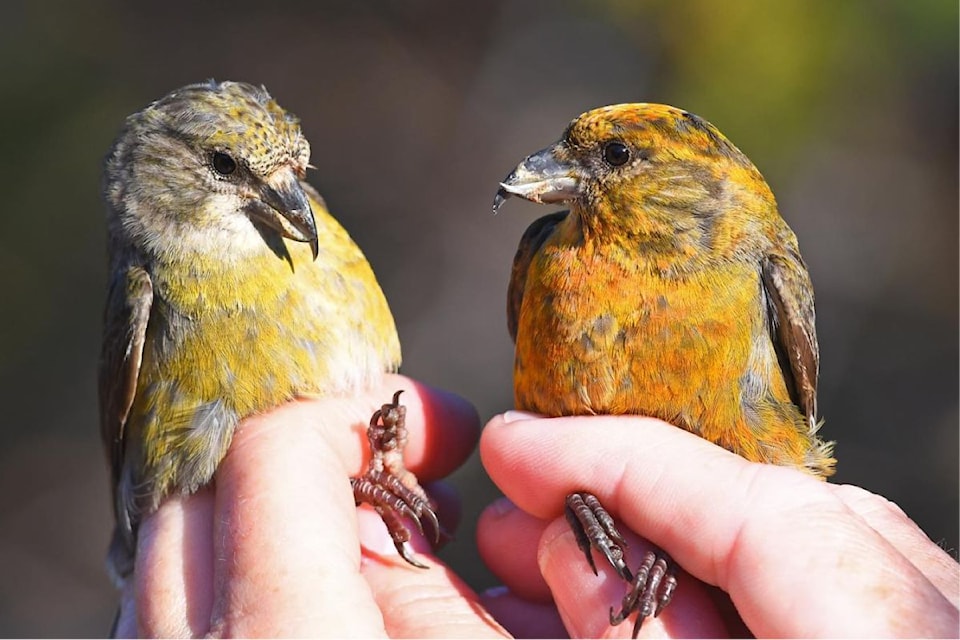 bird-week