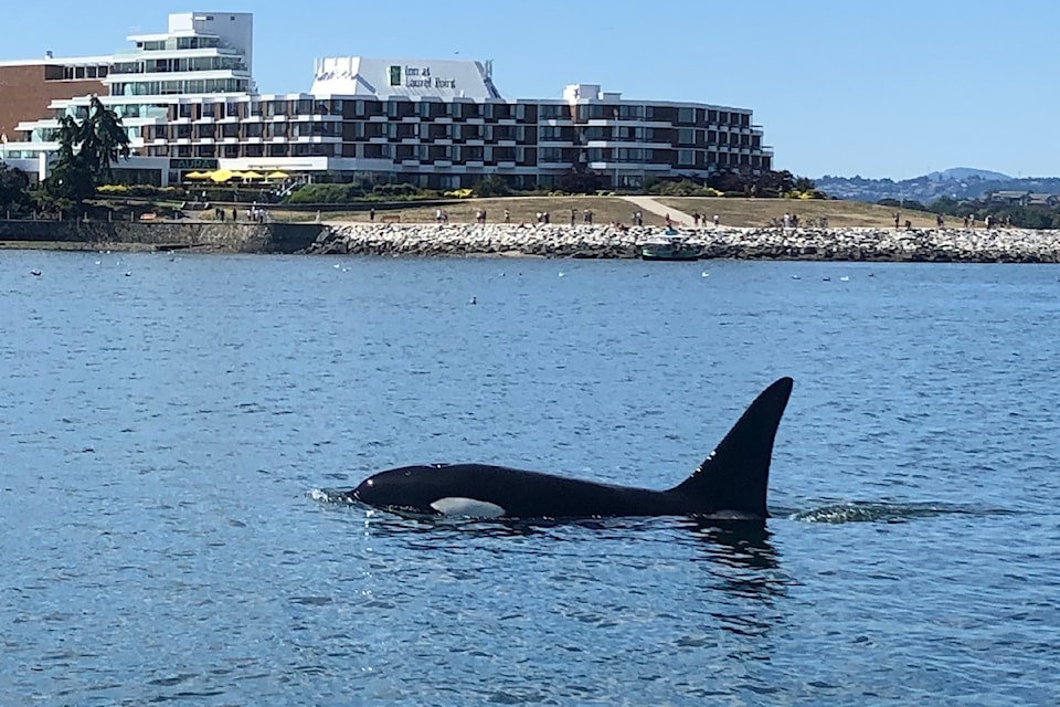 Four orcas caused a stir Aug. 23 in Victoria's Inner Harbour when they paid a visit.
