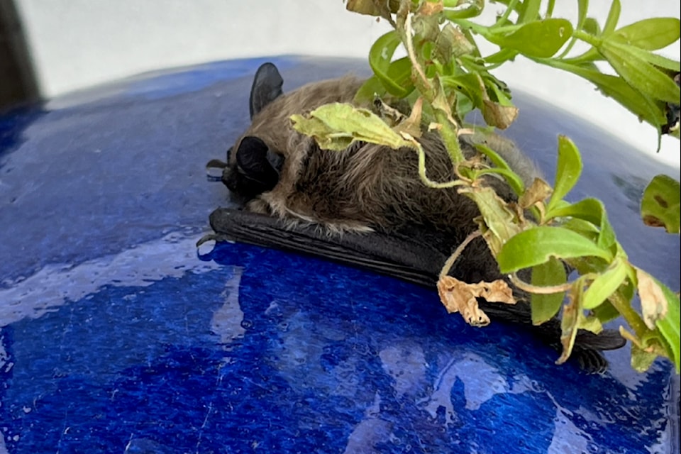 Protected under the BC Wildlife Act, any bat found sleeping on a vertical surface should be left for as long as a week while it finds its way