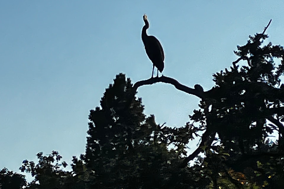 A heron enjoys supper with a view of the Gorge Waterway on Aug. 26.